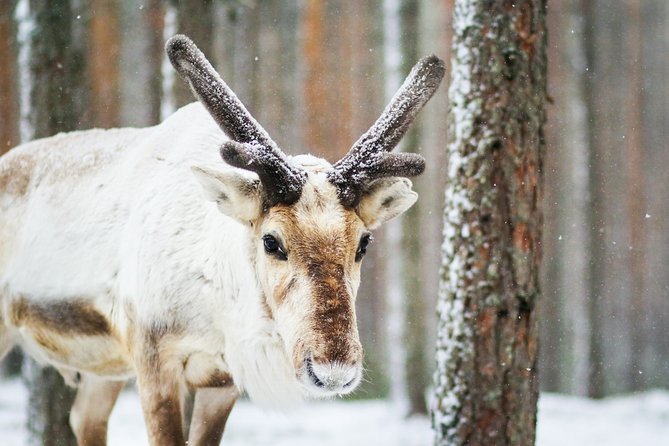 Cross-Country Skiing Trip - Rovaniemi Cross-Country Skiing in 3 Hours: What You Actually Learn