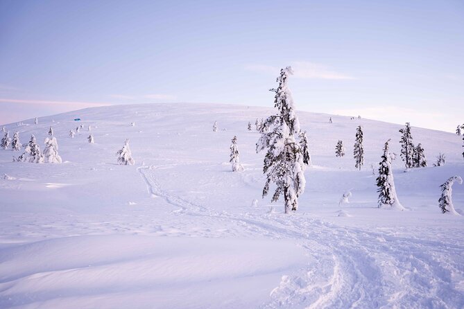 Half-Day Backcountry Skiing Tour in Levi with Photography Guide - The Main Event: Skiing Through Arctic Forests and Wilderness