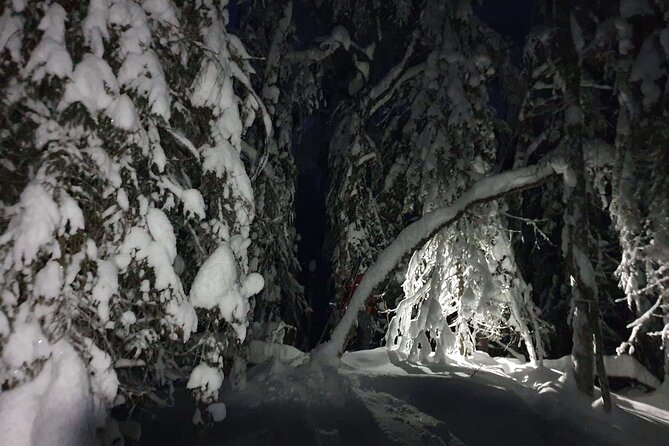 Nocturnal Skiing: Experience the Arctic's Magic - Who this tour fits best (and who should choose a different night)