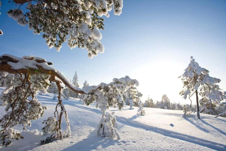 Rovaniemi: Cross-Country Skiing Adventure with Guide - Lapland skiing, without the circus: a private forest near Santa Claus Village