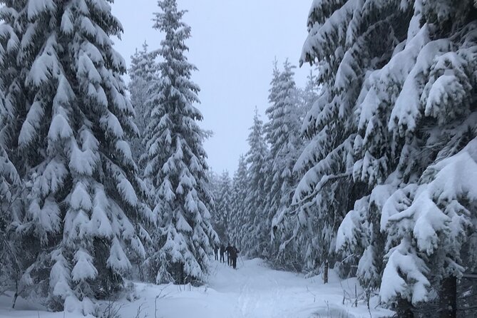 The Ultimate Norwegian Skiing Experience - The 3.5-Hour Flow: From Basics to Your First Real Stride