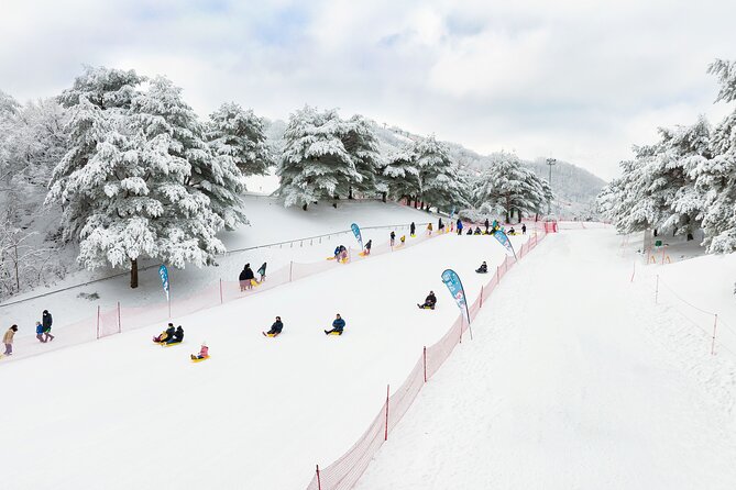 Vivaldi Park Winter Ski Resort with Nami Island Tour from Seoul - Nami Island in winter: 3 hours to walk at your pace