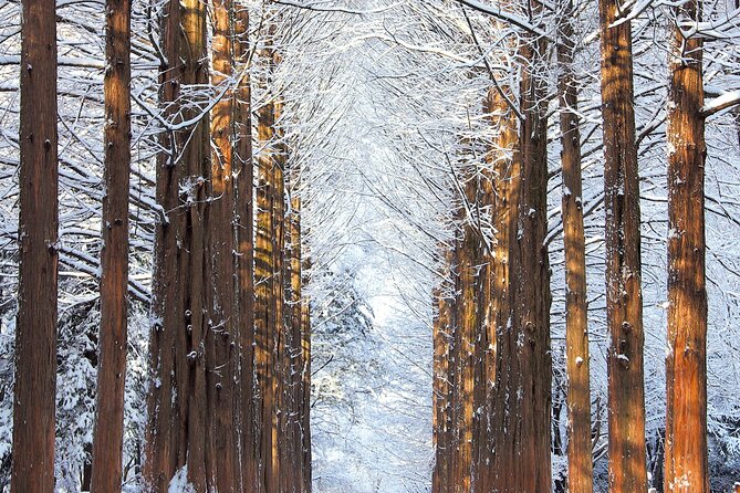 Vivaldi Park Winter Ski Resort with Nami Island Tour from Seoul - Price and value: what about $32.86 really buys you
